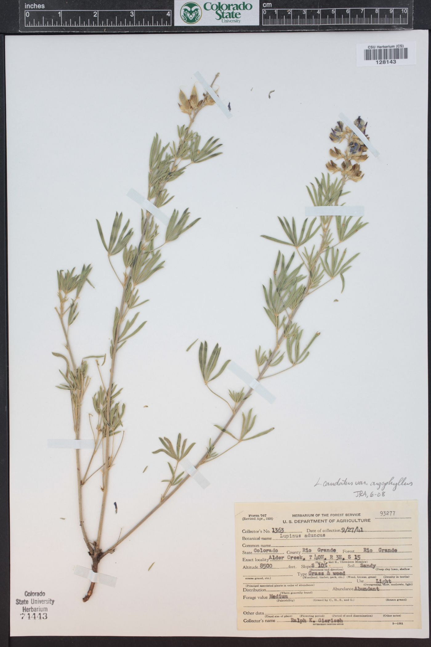 Lupinus caudatus subsp. argophyllus image