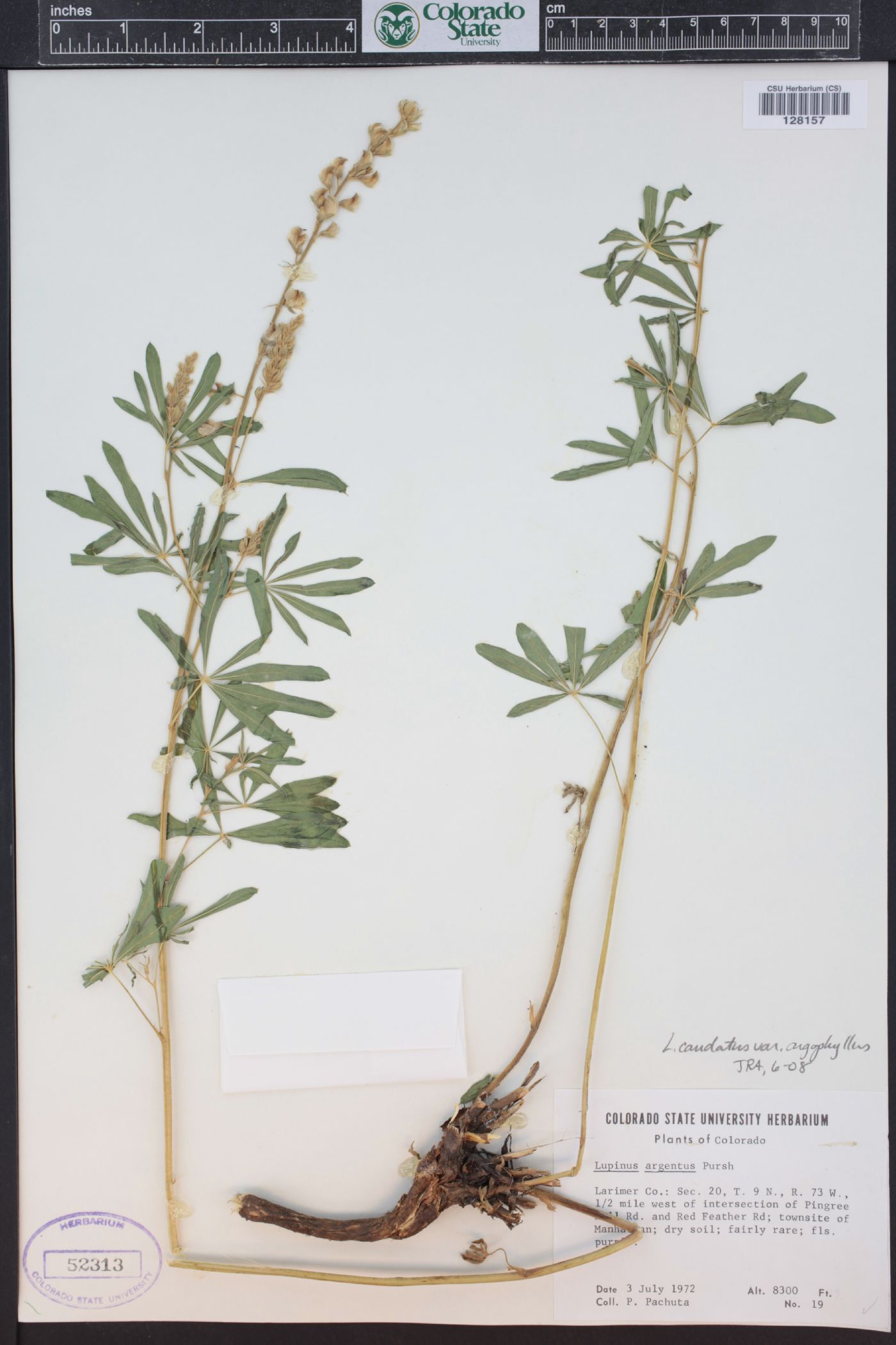 Lupinus caudatus subsp. argophyllus image