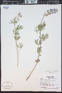 Lupinus caudatus image