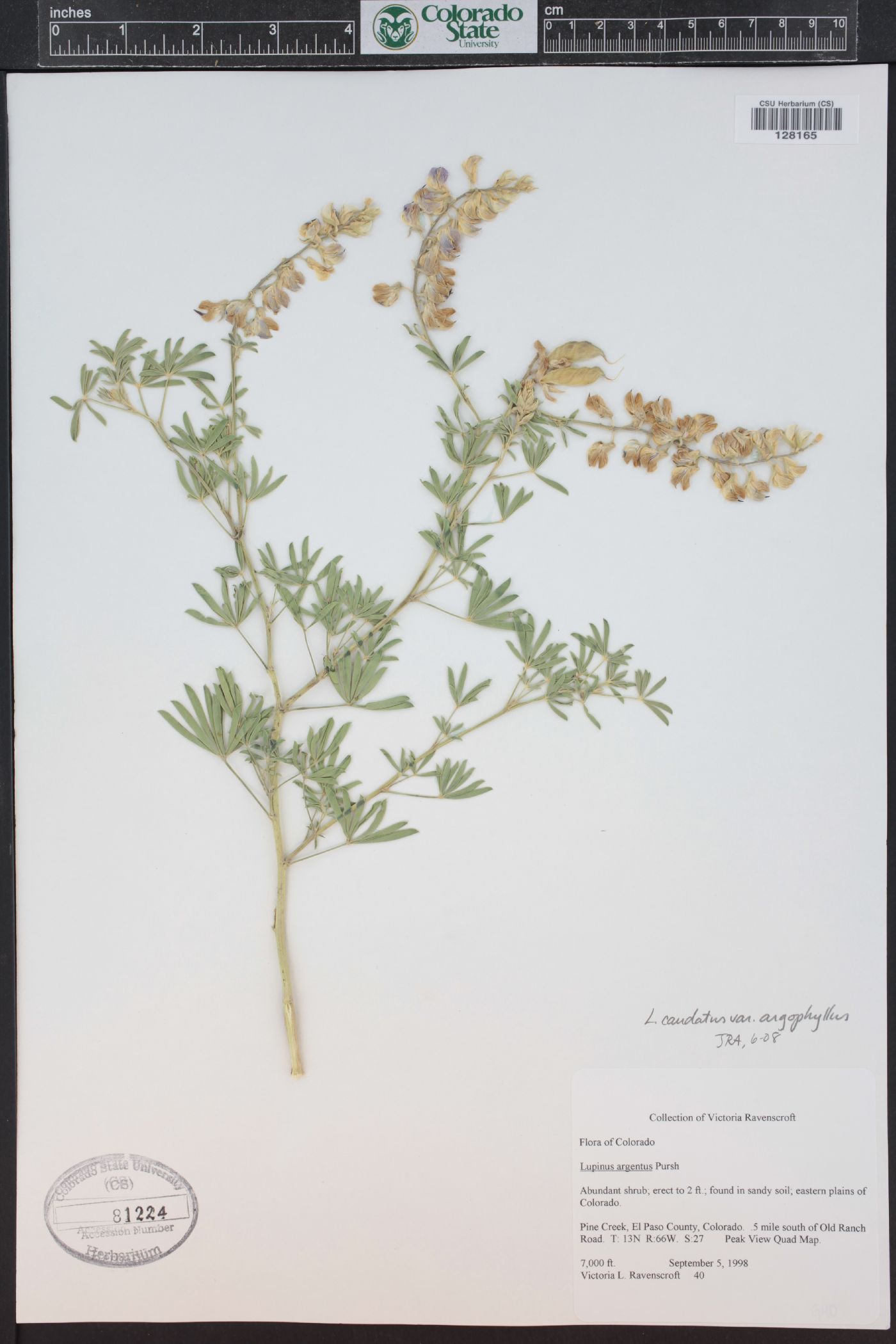 Lupinus caudatus subsp. argophyllus image