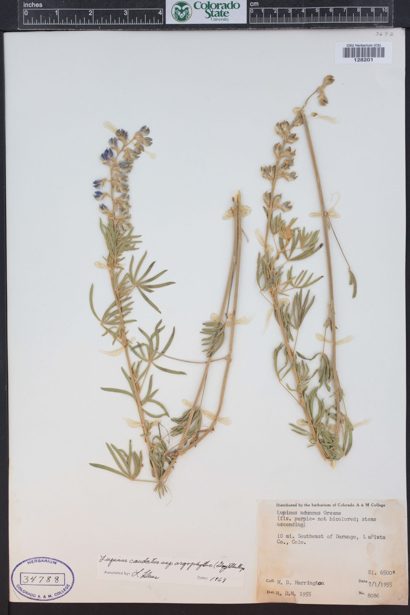 Lupinus caudatus subsp. argophyllus image