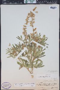 Lupinus caudatus image