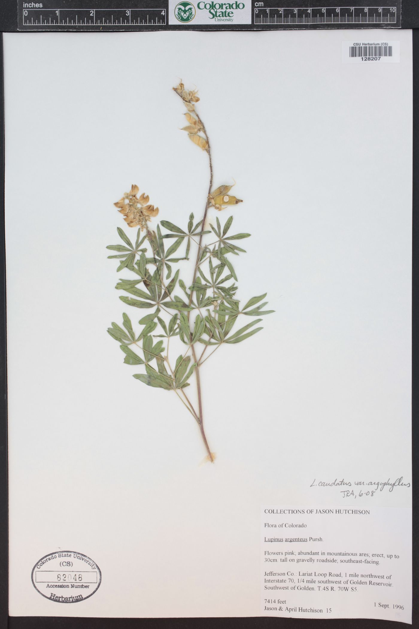 Lupinus caudatus subsp. argophyllus image