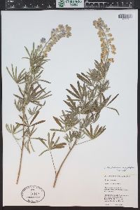 Lupinus caudatus image