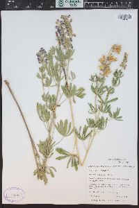 Lupinus caudatus subsp. caudatus image