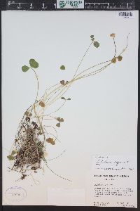 Trifolium hybridum image