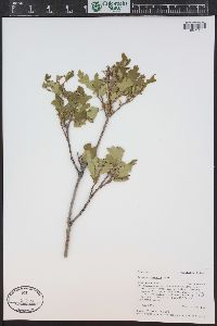 Quercus gambelii image