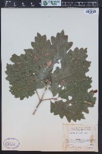 Quercus gambelii image