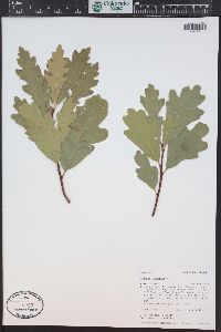 Quercus gambelii image