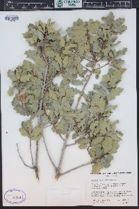 Quercus turbinella image