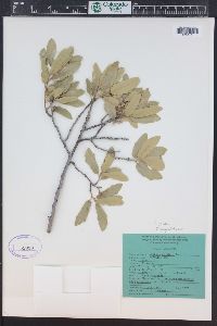 Quercus grisea image