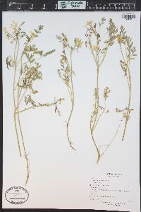 Corydalis aurea image