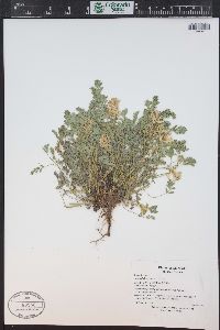 Corydalis aurea image