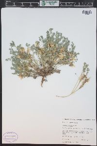 Corydalis aurea image