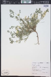 Corydalis aurea image