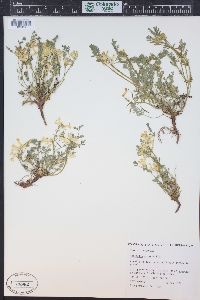 Corydalis aurea image