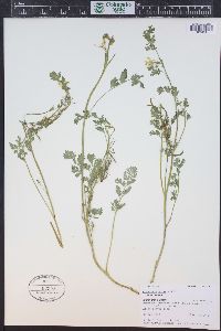 Corydalis aurea image