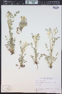 Corydalis aurea image