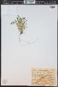 Corydalis aurea image