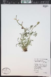 Corydalis aurea subsp. occidentalis image