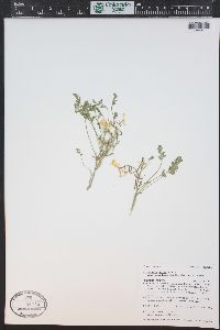 Corydalis aurea image