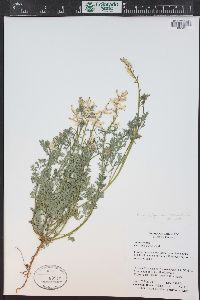 Corydalis aurea subsp. occidentalis image