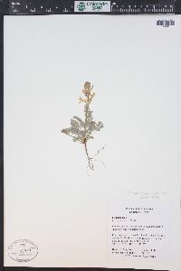 Corydalis aurea image