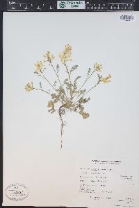 Corydalis aurea image