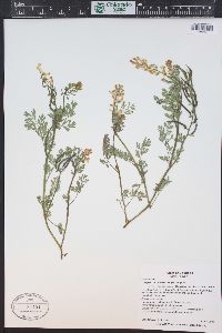 Corydalis aurea image