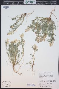 Corydalis aurea image