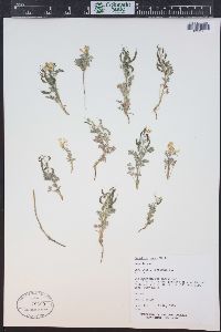 Corydalis aurea subsp. occidentalis image