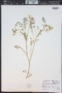 Corydalis aurea image