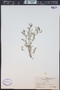 Corydalis aurea subsp. occidentalis image