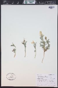 Corydalis aurea subsp. occidentalis image