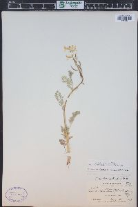 Corydalis aurea image