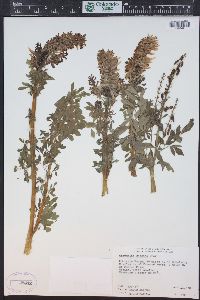 Corydalis caseana subsp. brandegei image