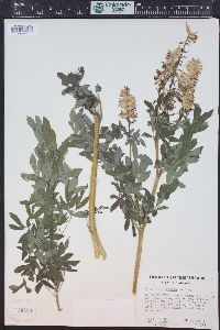 Corydalis caseana image