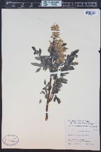 Corydalis caseana image