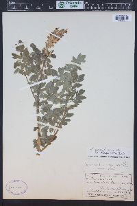 Corydalis caseana subsp. brandegei image