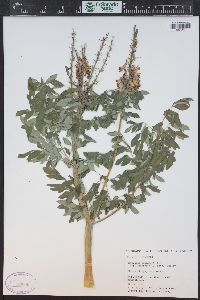 Corydalis caseana subsp. brandegei image