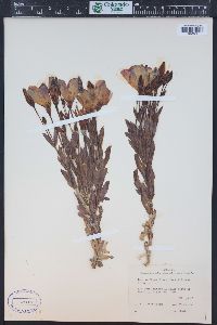 Eustoma exaltatum subsp. russellianum image