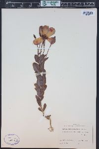 Eustoma exaltatum subsp. russellianum image