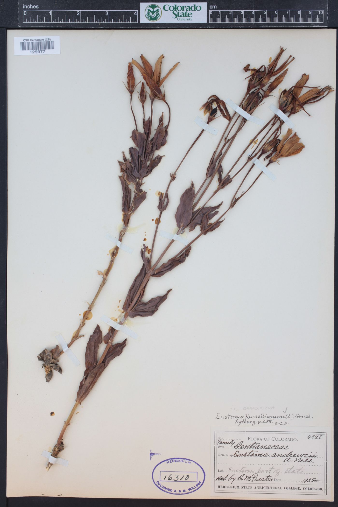 Eustoma exaltatum subsp. russellianum image