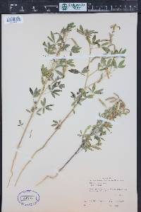 Peritoma lutea image
