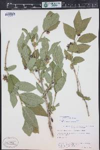 Lonicera involucrata image