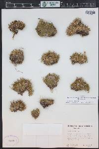 Silene acaulis image