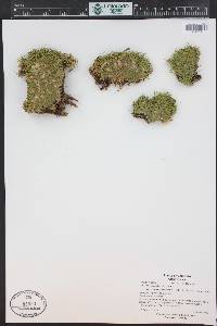 Silene acaulis image