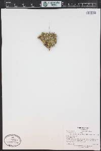 Silene acaulis image