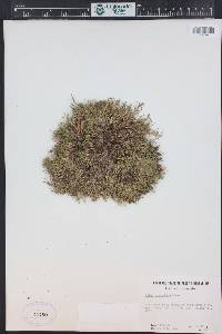 Silene acaulis image