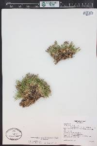 Silene acaulis image